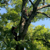 Osorio Tree Service | Tree Removal & Crane Services | Lagrangeville ...